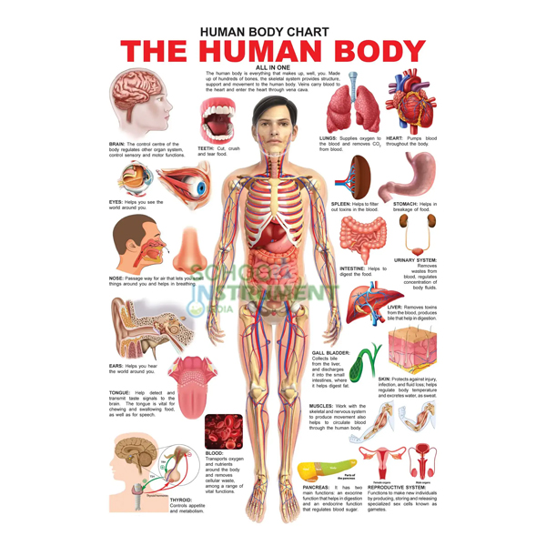 Human Body Charts, Zoology
